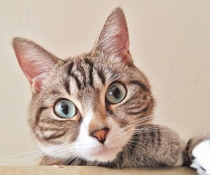 赤帽札幌のペットタクシー