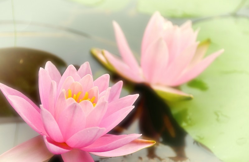 赤帽北海道の蓮