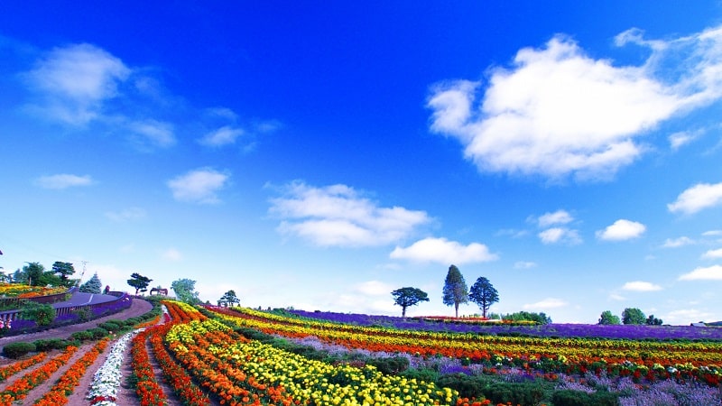 赤帽北海道の景色美瑛